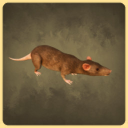 Achievement - Rat