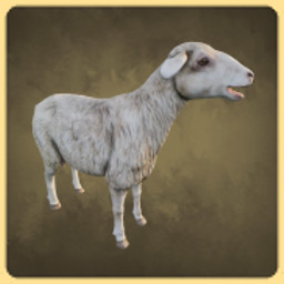 Achievement - Sheep