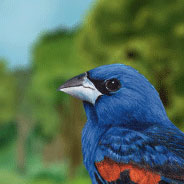 Blue Grosbeak