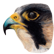 :birdfalcon: