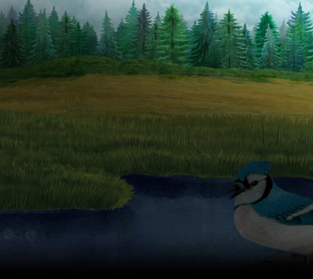 Calm meadow