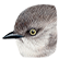 :bushtit:
