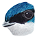 :treeswallow: