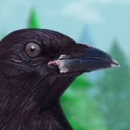 American Crow