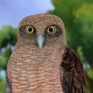 Rufous Owl