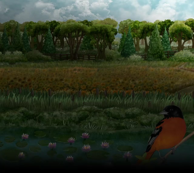Sunflower fields