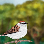 Chipping Sparrow