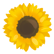 :Selfloss_Sunflower: