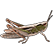 :MoE_Cricket: