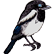 :babymagpie: