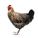 :coffeechicken: