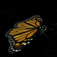 Flight of the butterfly