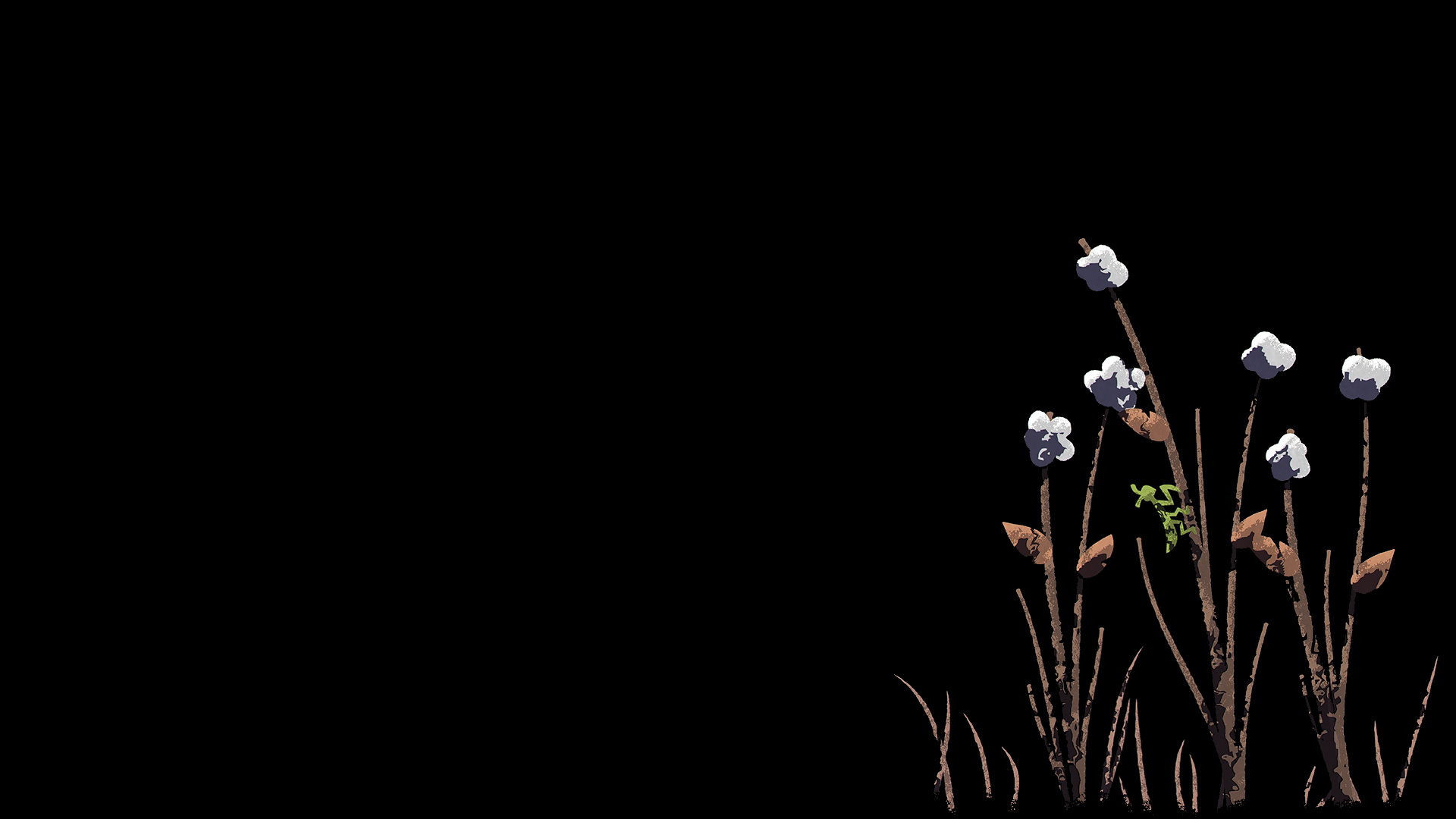 NAIAD Cotton