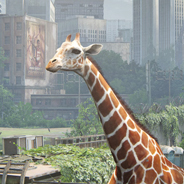 Giraffe Avatar