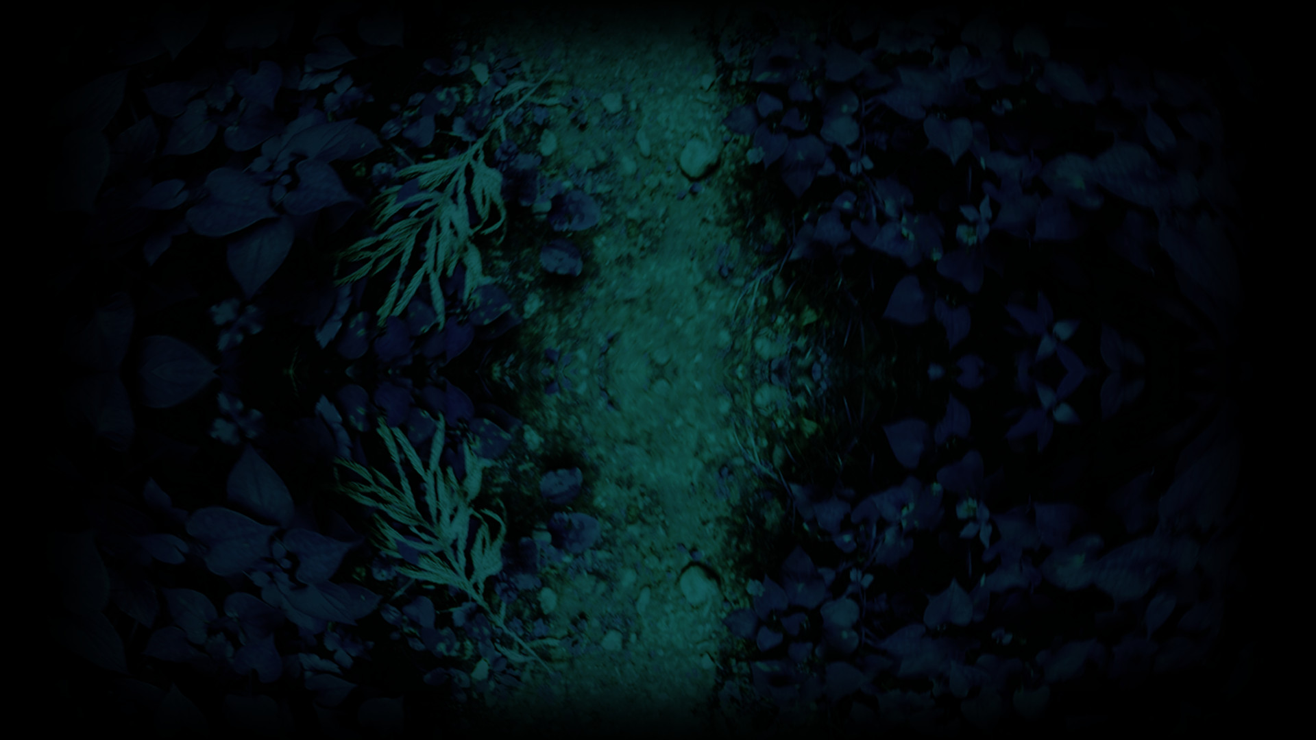 Dark Forest