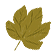 :SycamoreLeaf: