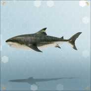 Megalodon