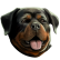 :staticdog: