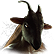 :EyesOfBehemoth: