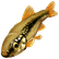 :minnow:
