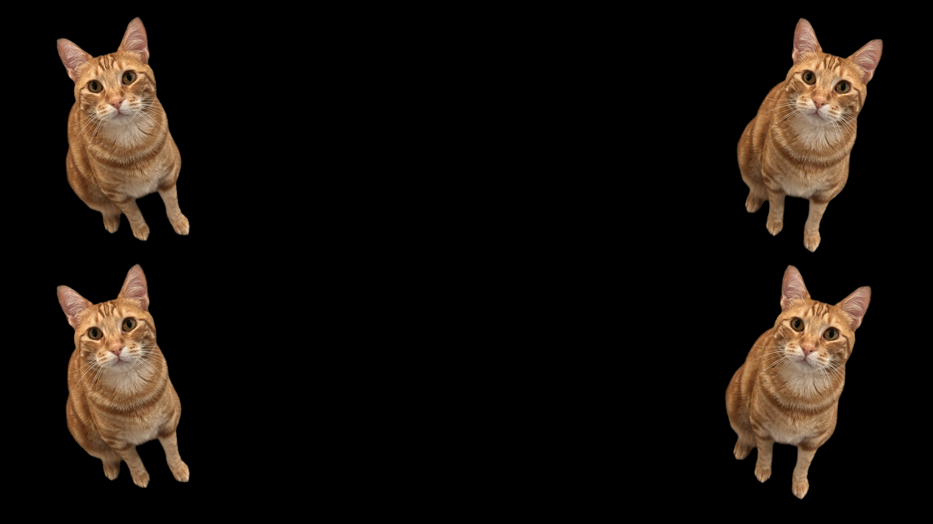 Linguine Background