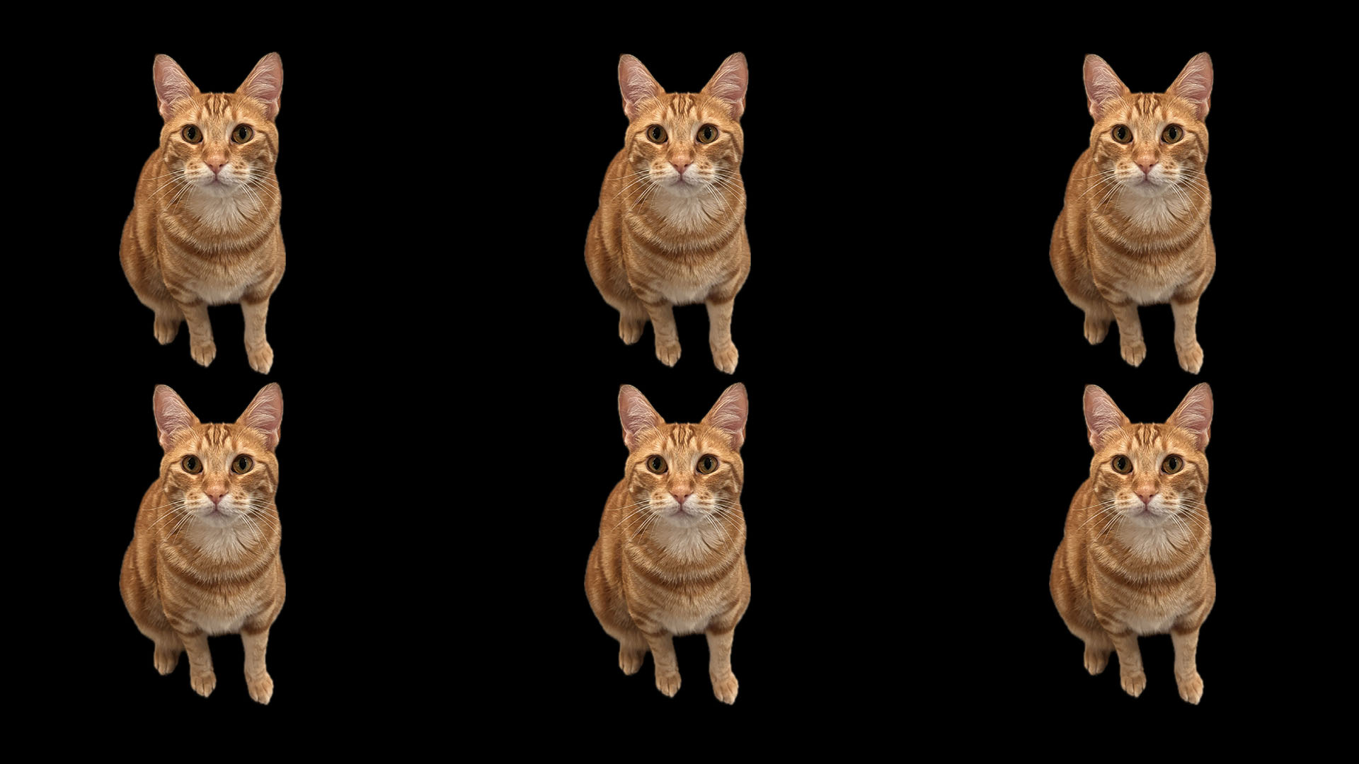 Linguine Background Animated