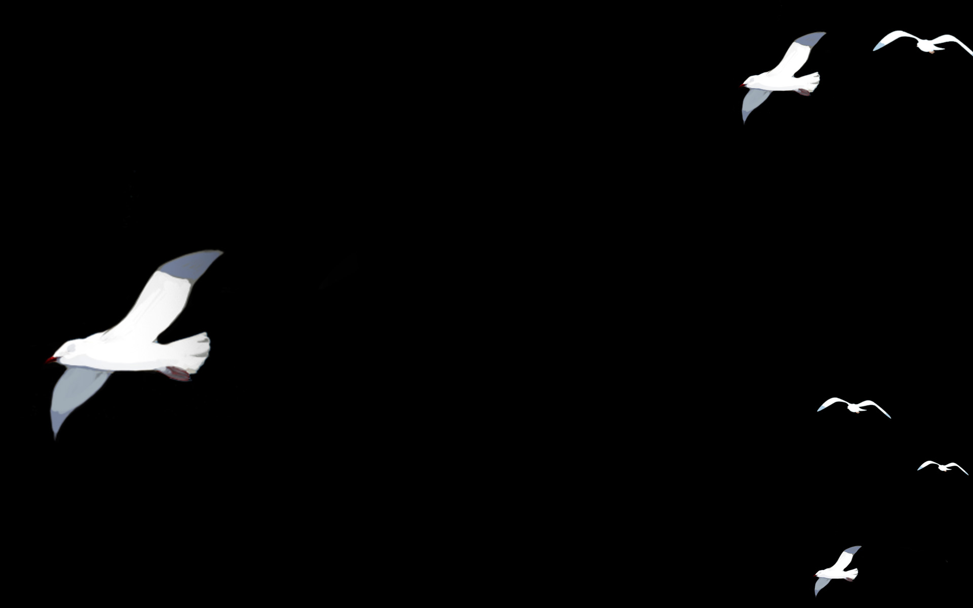 :Seagulls: