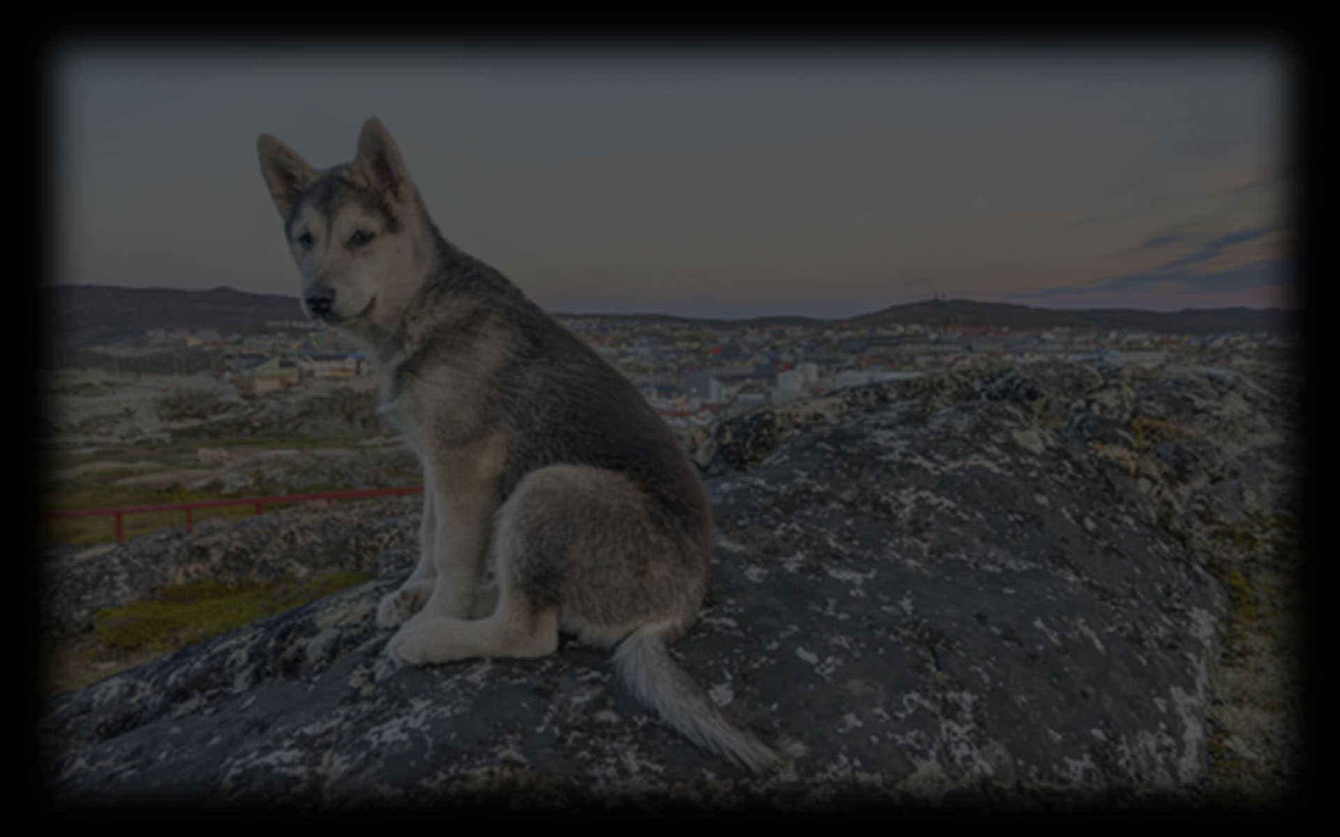 Wolfie
