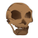 :NeanderthalSkull: