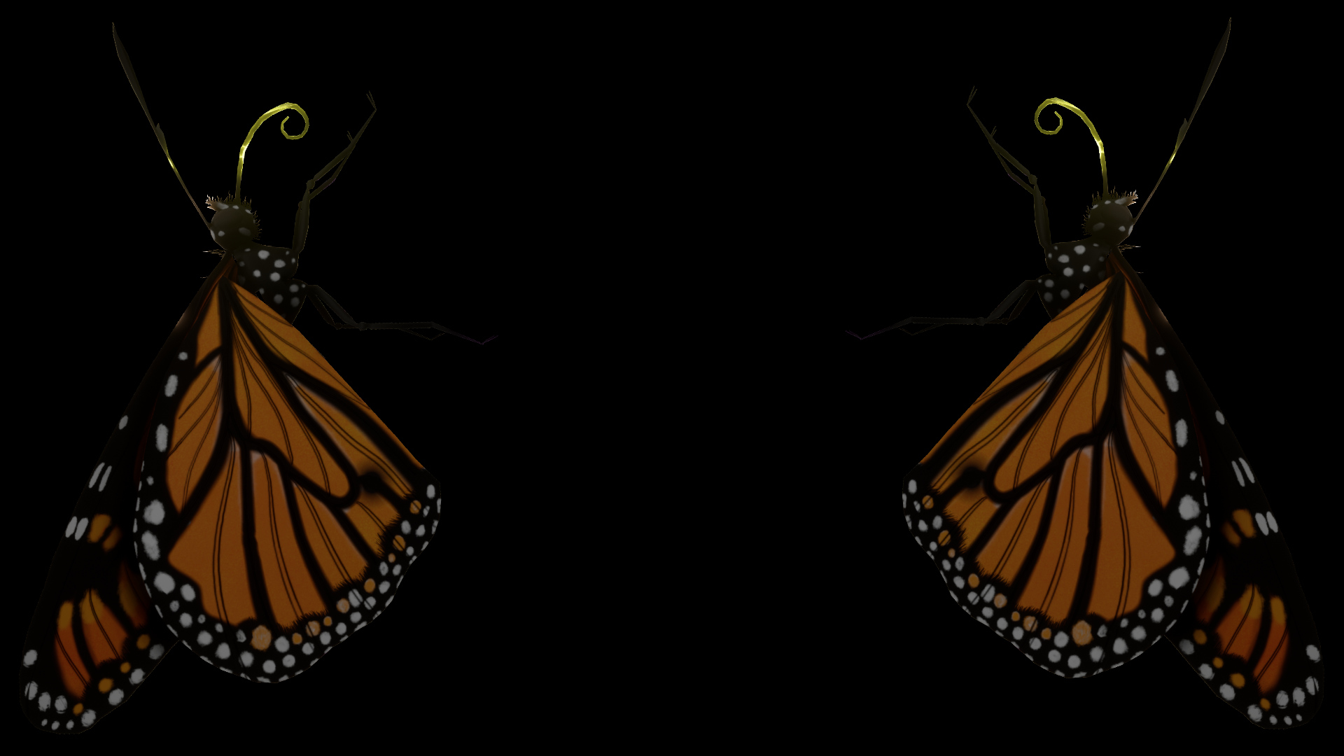Monarch Butterfly