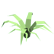 :pointyfern: