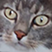 Cat Cam