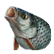 :surprisedfish:
