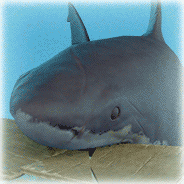 Bruce