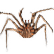 :dc_crab: