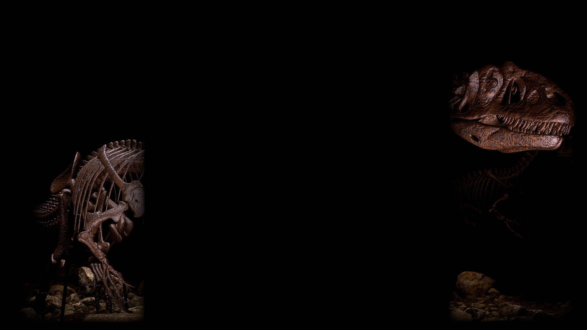 Half Raptor Background