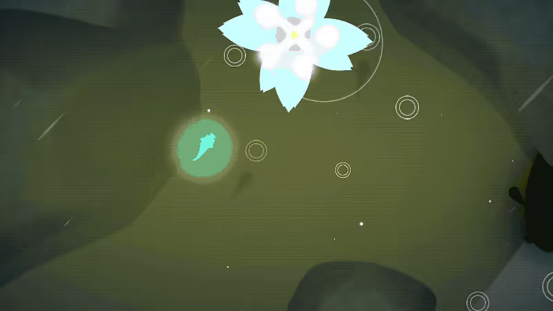 Koi video 4