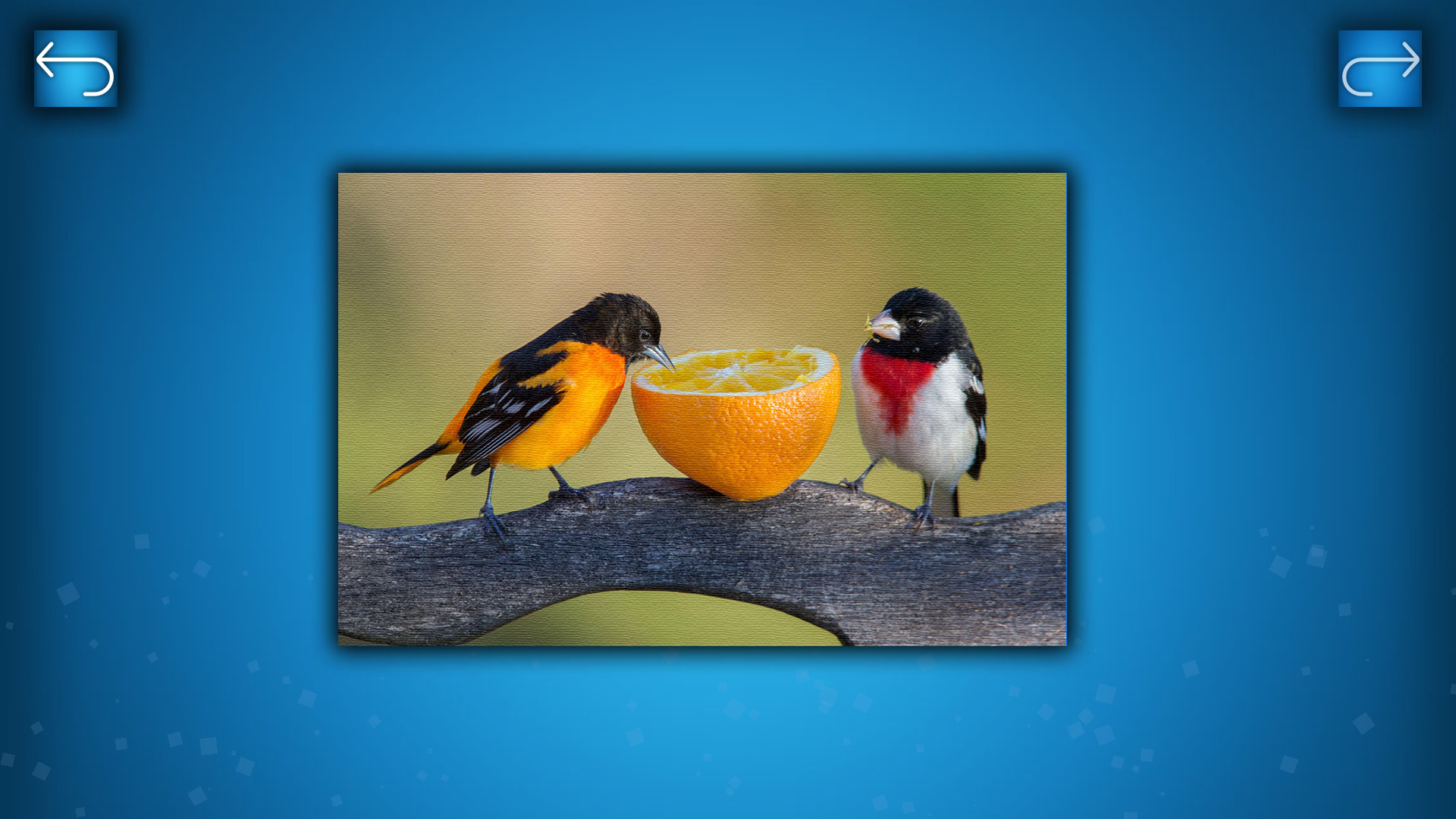 PUZZLE: BIRDS Featured Screenshot #1