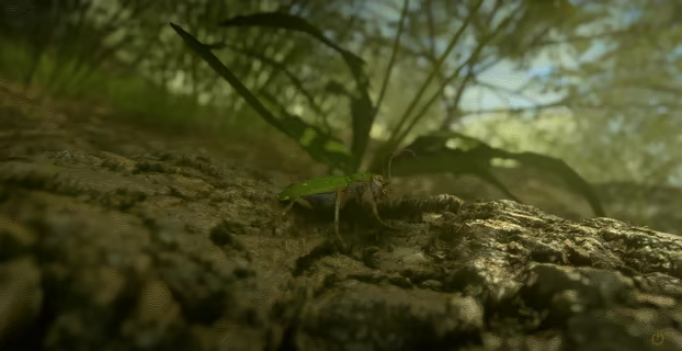 Insect Worlds video 3