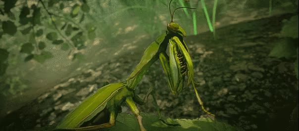 Insect Worlds video 12