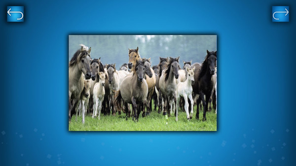 PUZZLE: ANIMALS screenshot 4