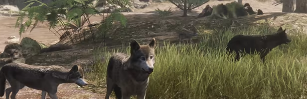 The WILDS video 2