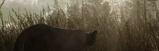 The WILDS video 3