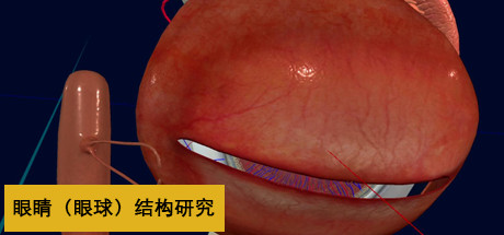 眼睛（眼球）结构研究 banner image