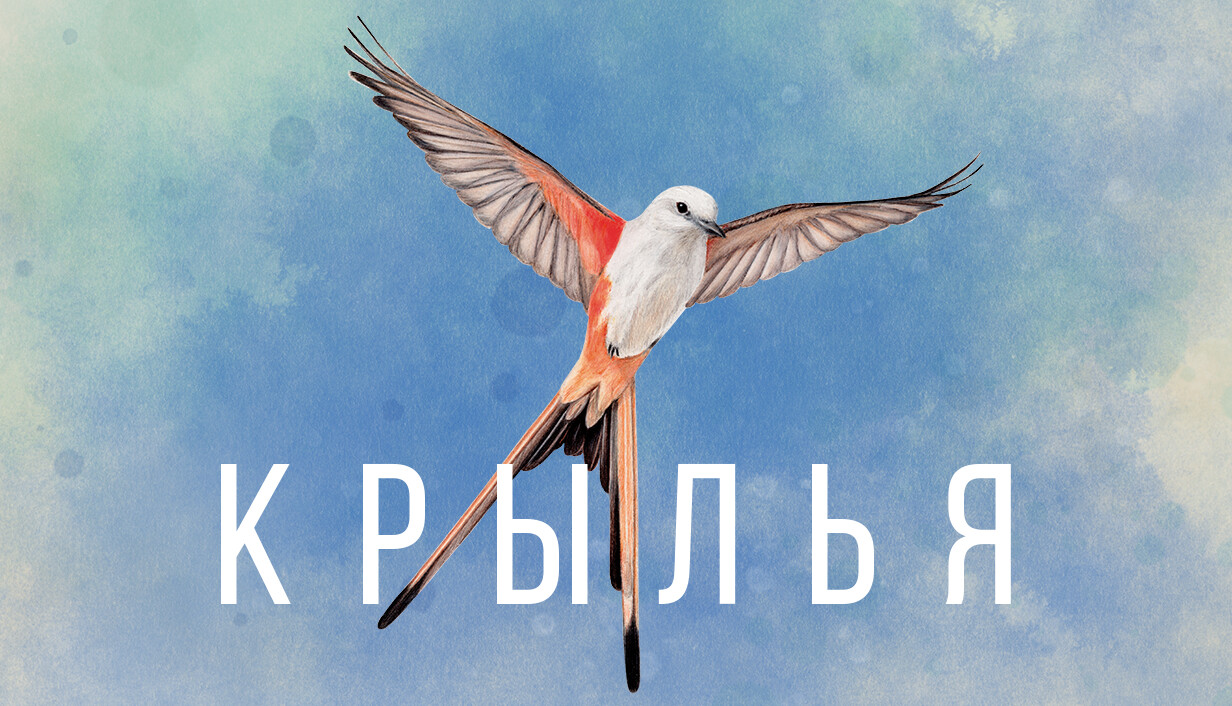 Wingspan