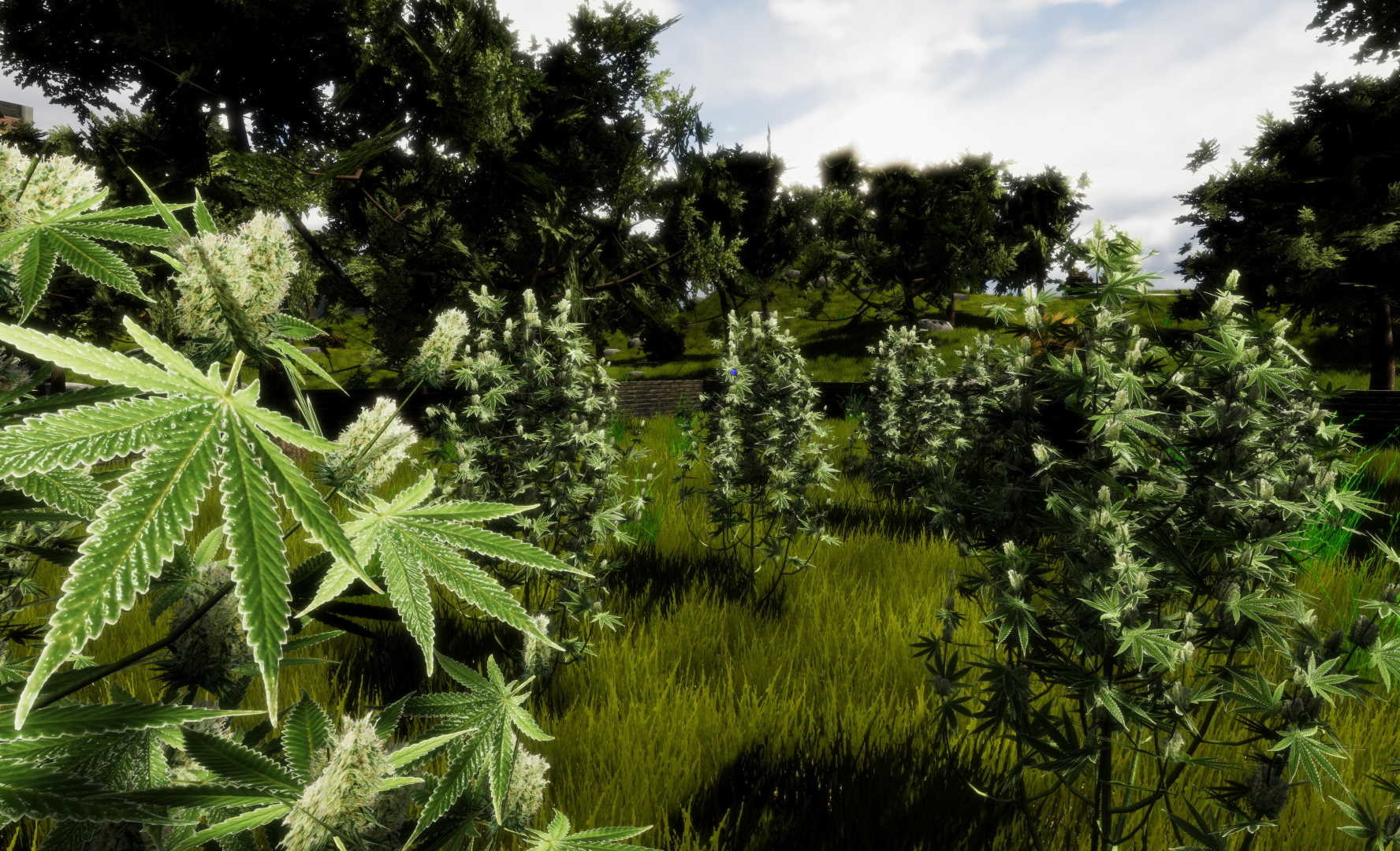 Medicinal Herbs - Cannabis Grow Simulator screenshot 12