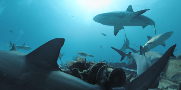 Legend of Lusca screenshot 4