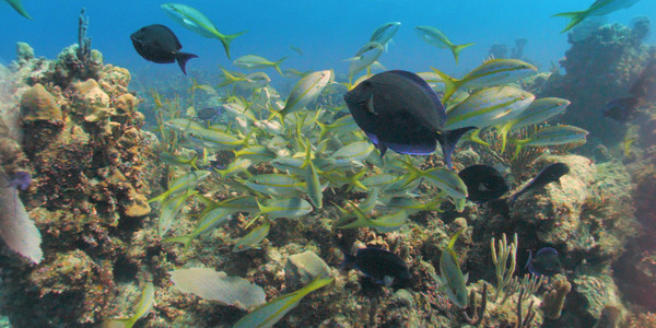 Legend of Lusca screenshot 1