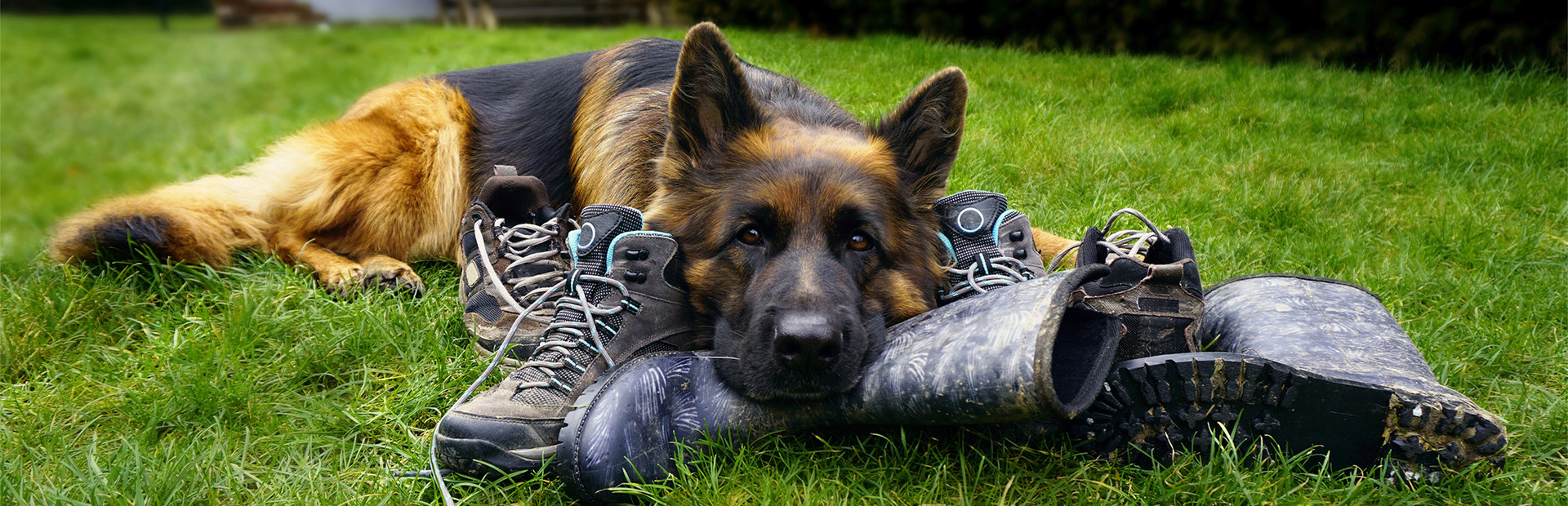 K-9 Dog Job
