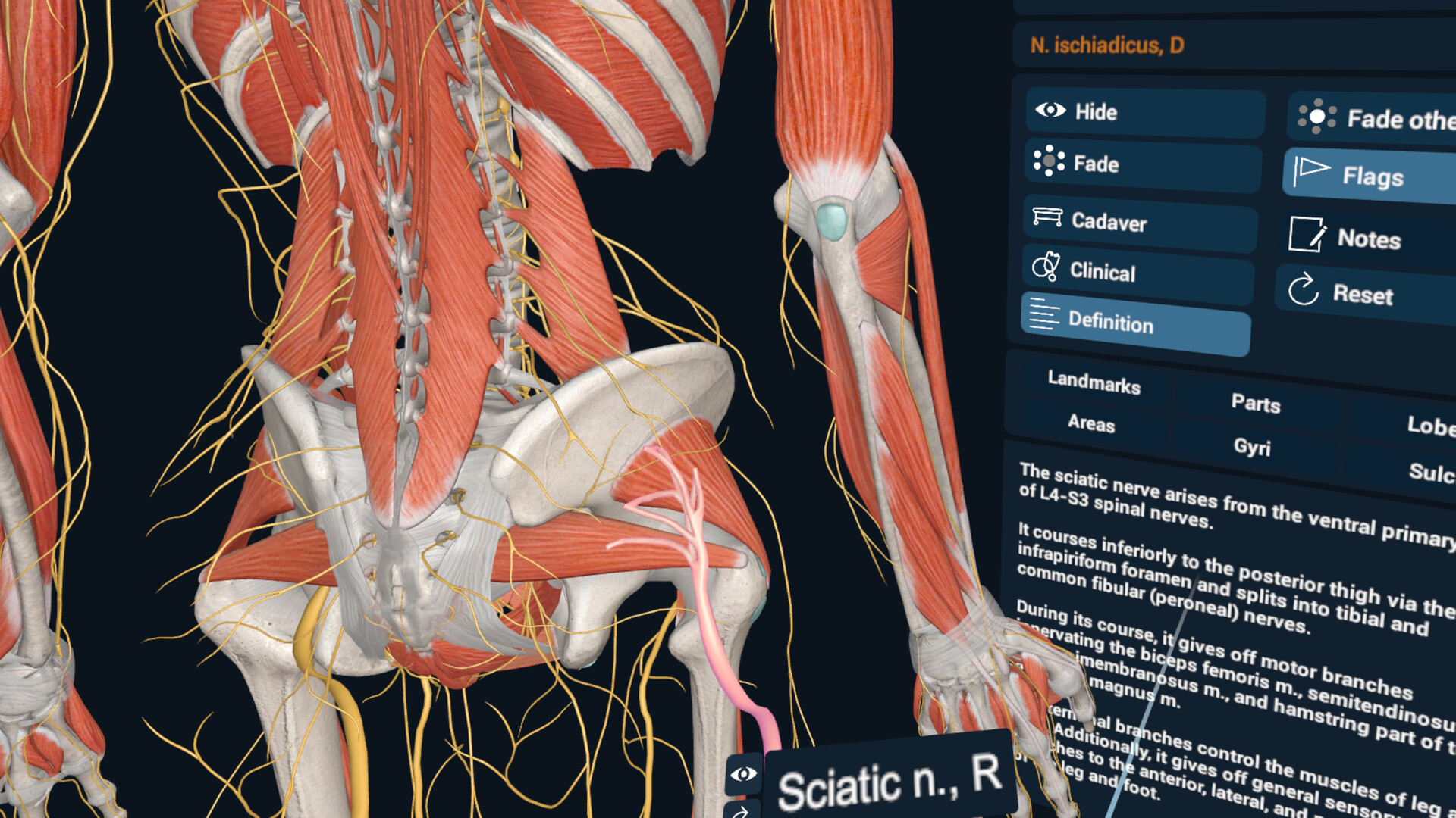 3D Organon XR On Steam